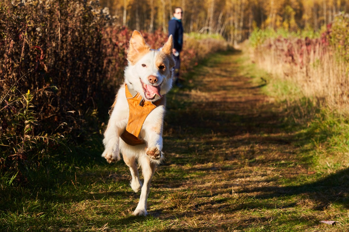 Happy Dog